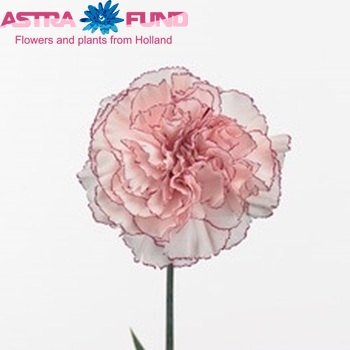 Dianthus standaard 'Mariposa' fotografija