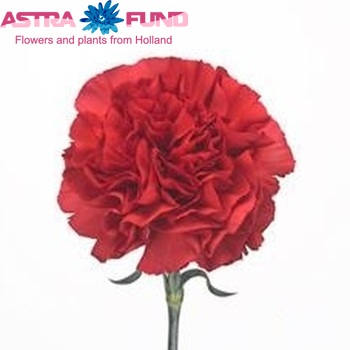 Dianthus standaard Moda fotografija