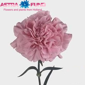 Dianthus standaard Montezuma fotografija