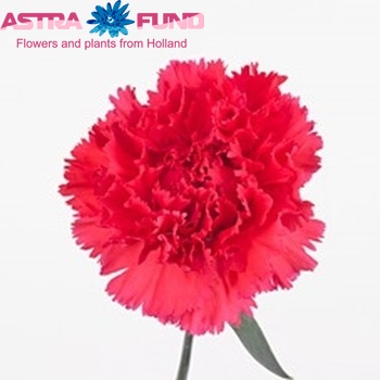 Dianthus standaard 'Morella' fotografija