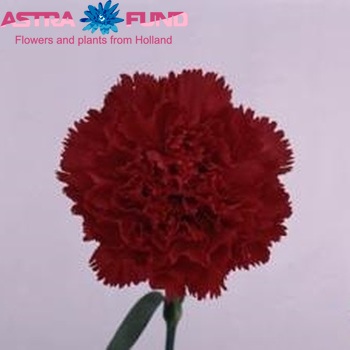 Dianthus standaard Morgan fotografija