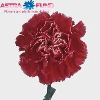 Dianthus standaard 'Mozart' fotografija