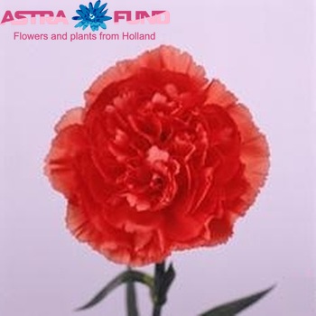 Dianthus standaard 'Nabila' fotografija
