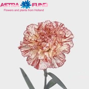 Dianthus standaard 'Navidad' fotografija