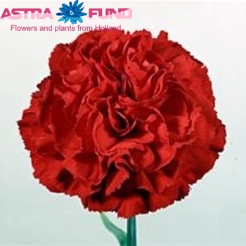 Dianthus standaard 'Nelson' fotografija