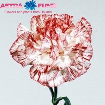 Dianthus standaard 'New Arthur Sim' fotografija