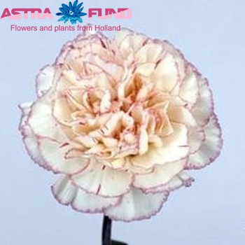 Dianthus standaard New Tempo fotografie