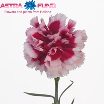 Dianthus standaard Nika fotografie