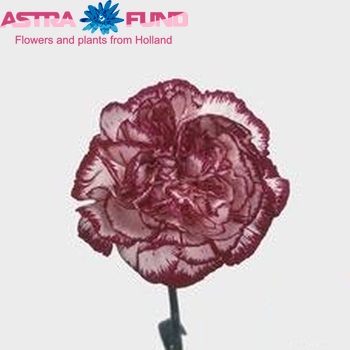 Dianthus standaard Noblesse fotografie