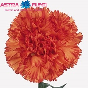 Dianthus standaard Nogalte fotografie