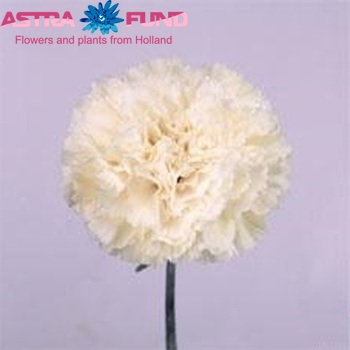 Dianthus standaard 'Norman' fotografie