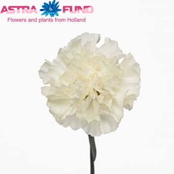 Dianthus standaard North Wind fotografie