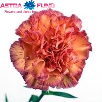 Dianthus standaard 'Odino' fotografie