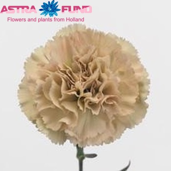 Dianthus standaard 'Olive' fotografie