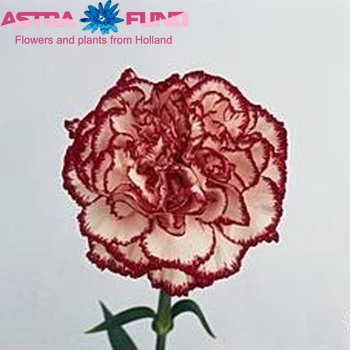 Dianthus standaard Olympia fotografie