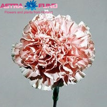 Dianthus standaard Paola fotografija