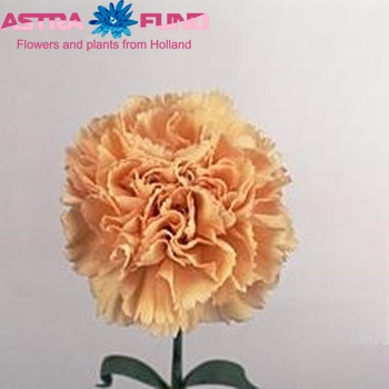 Dianthus standaard Peachy Mambo fotografija