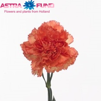Dianthus standaard 'Perugino' fotografija