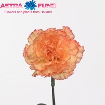 Dianthus standaard 'Pigalle' fotografija