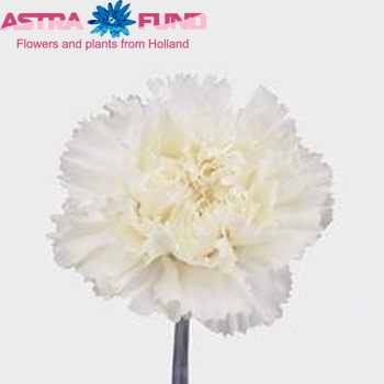 Dianthus standaard Pilar fotografija