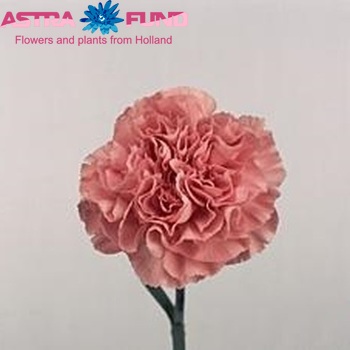 Dianthus standaard 'Pink America' fotografija