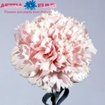 Dianthus standaard 'Pink Castellaro' fotografija