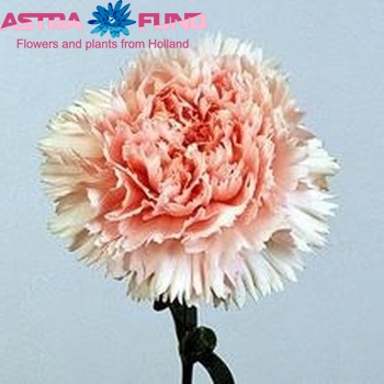 Dianthus standaard Pink Dona fotografija