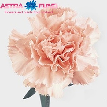 Dianthus standaard Pink Dover fotografija