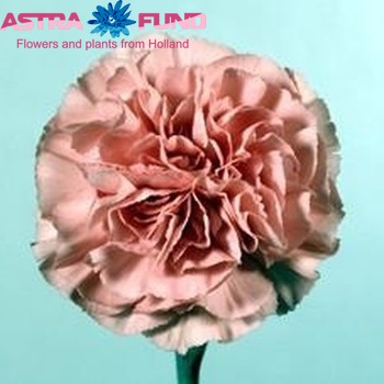 Dianthus standaard Pink Francesco fotografija