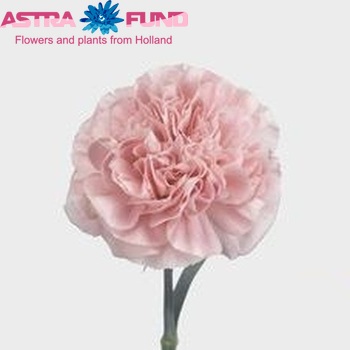 Dianthus standaard Pink Montezuma fotografija