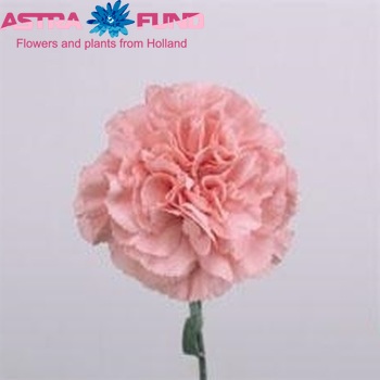 Dianthus standaard 'Pink Nelson' fotografija