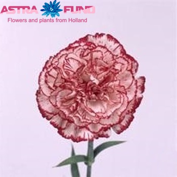 Dianthus standaard 'Polka' fotografija