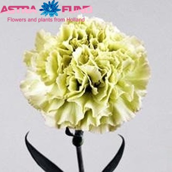 Dianthus standaard 'Prado' fotografija