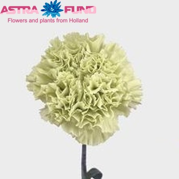 Dianthus standaard 'Prado Aquila' fotografija