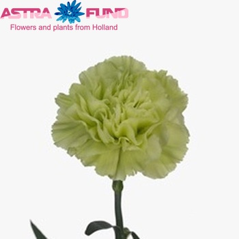 Dianthus standaard 'Prado Fresh' fotografija