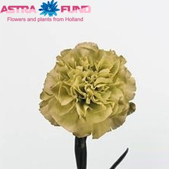 Dianthus standaard 'Prado Mint' fotografija