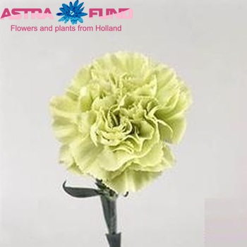 Dianthus standaard 'Prado Nova' fotografija