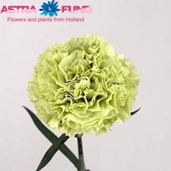 Dianthus standaard 'Prado Pino' fotografija