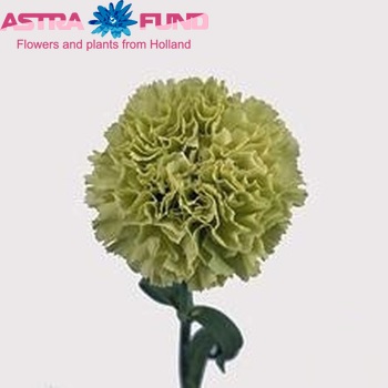 Dianthus standaard 'Prado Refit' fotografija