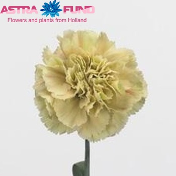 Dianthus standaard 'Praha' fotografija