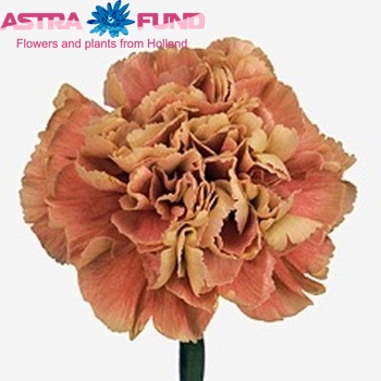 Dianthus standaard Primero Mango fotografija