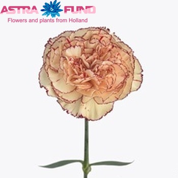 Dianthus standaard Purias fotografija