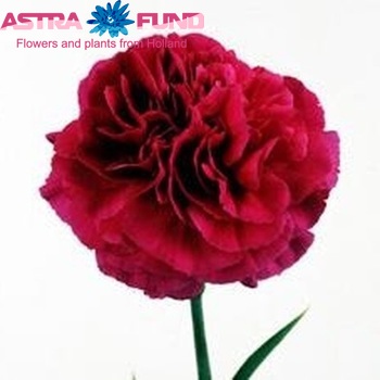 Dianthus standaard 'Purple Rendez-Vous' fotografija