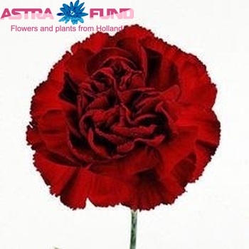 Dianthus standaard Purple Torres fotografija