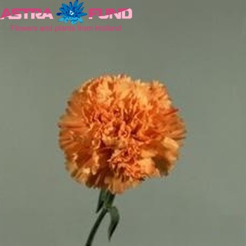 Dianthus standaard Raggio di Sole fotografija