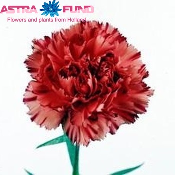 Dianthus standaard 'Ralf' fotografija