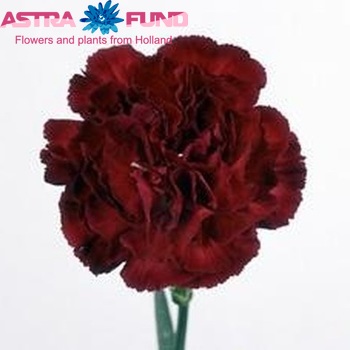 Dianthus standaard 'Red Ciao' fotografija