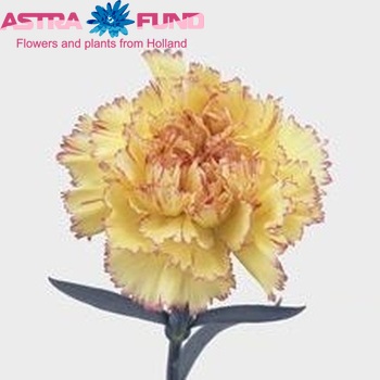 Dianthus standaard Reina fotografija