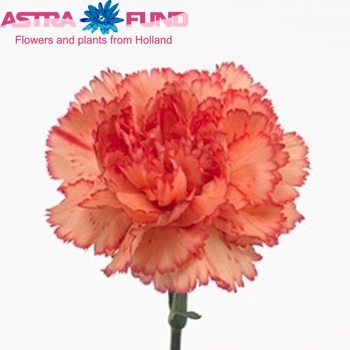 Dianthus standaard 'Reina Arancio' fotografija