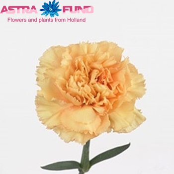 Dianthus standaard 'Reine Yellow' fotografija